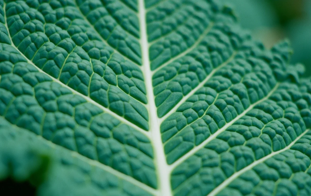 Microscopic focus